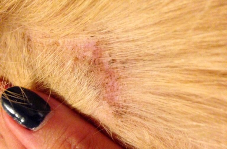 Dermatite chez le chien: tout ce qu’il faut savoir