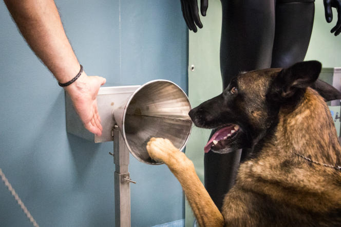 Entraînement des chiens détecteurs de drogue: Comment ça marche?