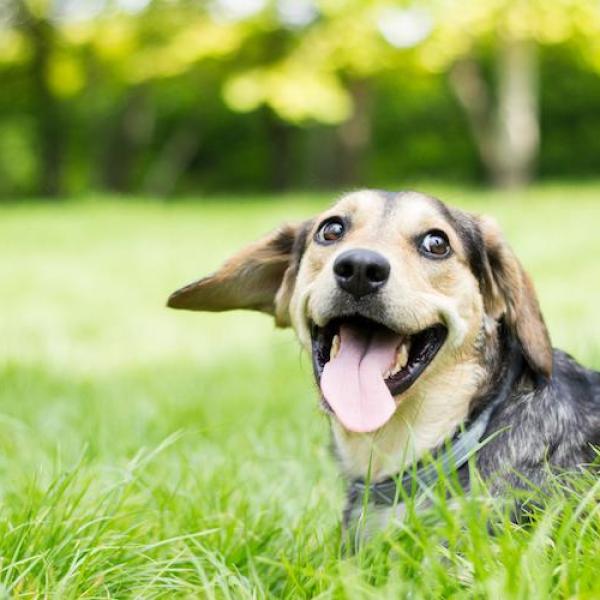 Les 10 races de chiens les plus saines: Le classement